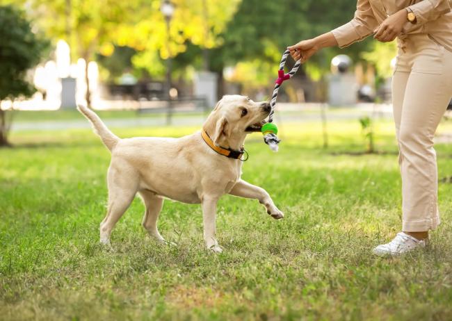 dog playing in park 